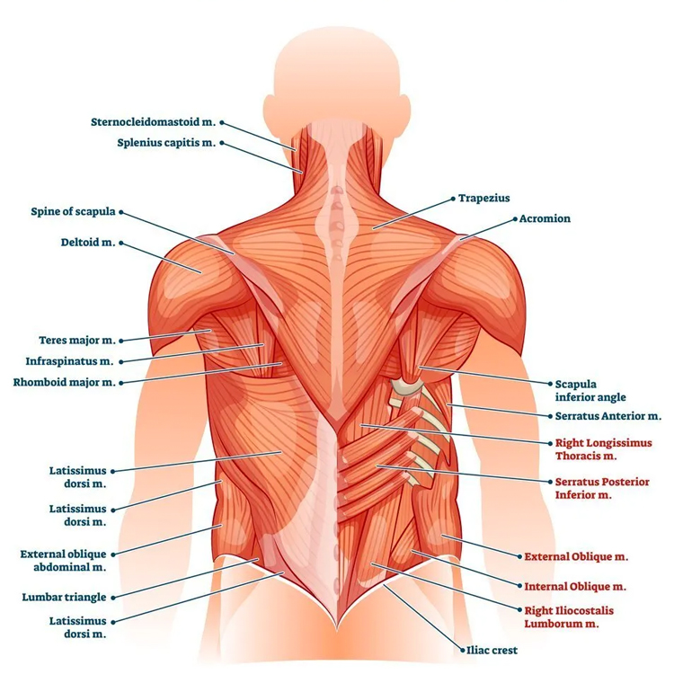 Lower back: the muscles | Illustration: Jacksonville Orthopaedic
