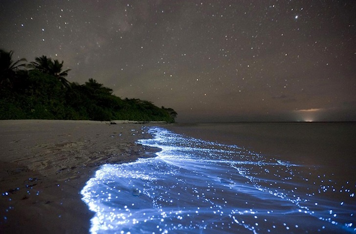 Bioluminescent waves: great for night surfing | Photo: Doug Perrine