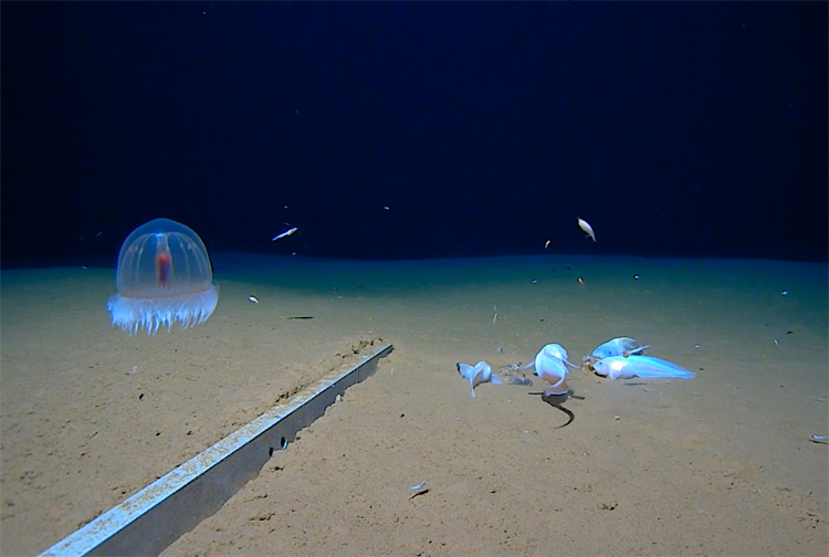 Mariana Trench | Depth: 10,984 meters (36,037 feet) | Photo: The Five Deeps Expedition