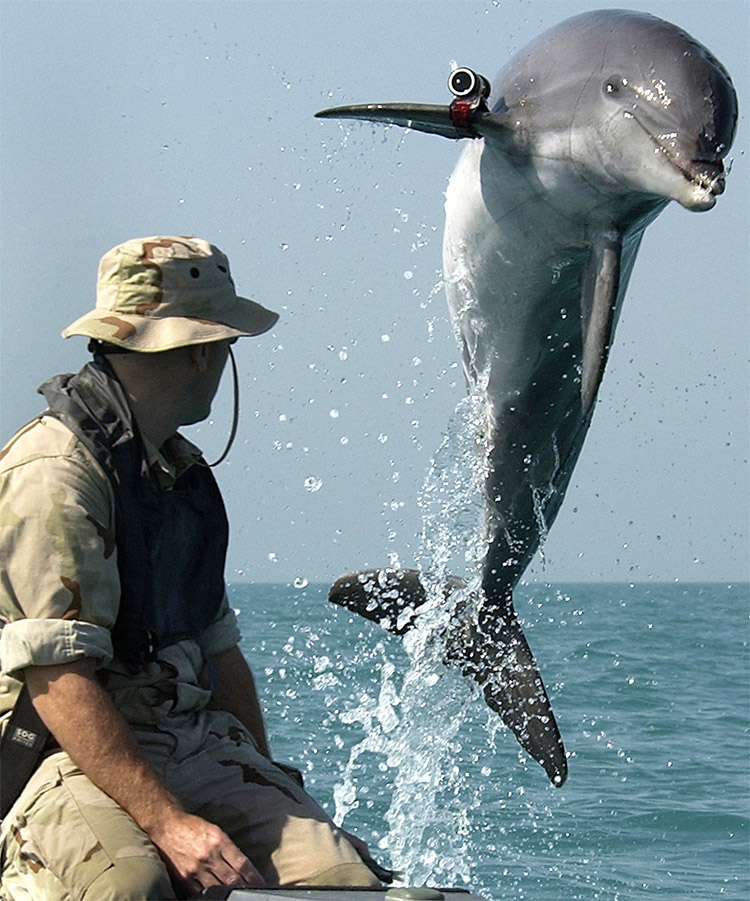 Dolphins: they are trained by the military for search and recovery operations | Photo: US Navy/Creative Commons