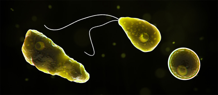 Naegleria fowleri: a single-celled living organism that can be found all around the world in untreated or inadequately chlorinated warm freshwater bodies | Photo: Creative Commons