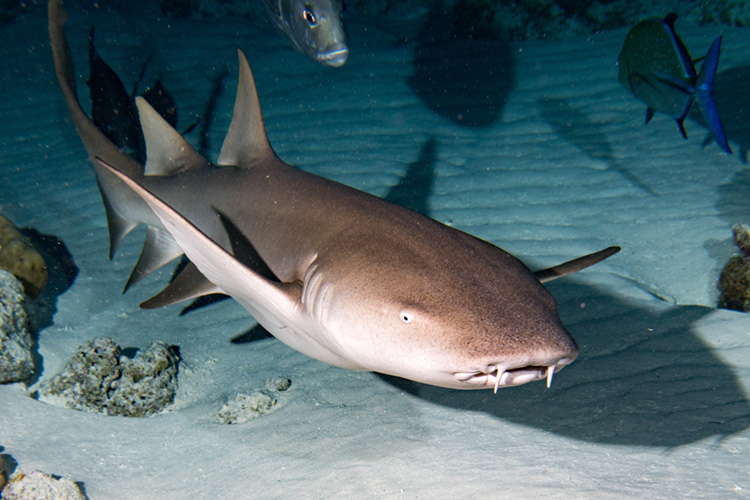 The Nurse Shark | Photo: Shutterstock