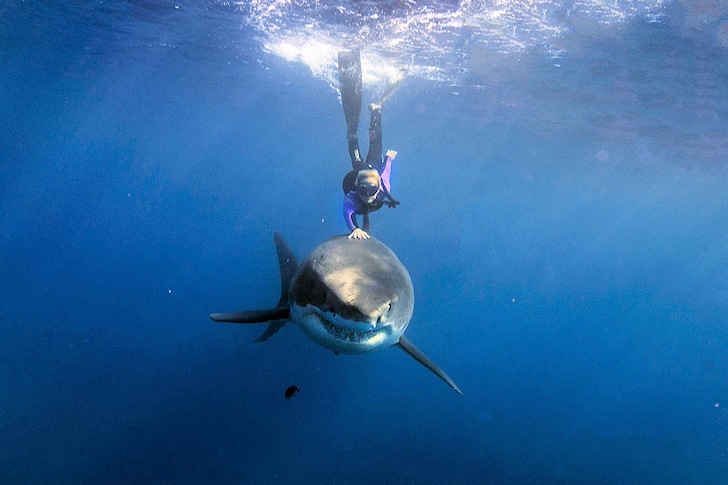 Ocean Ramsey: making friends with a great white shark