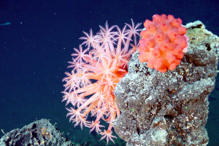 Ocean acidification: coral reefs are particularly sensible | Photo: NOAA/Creative Commons