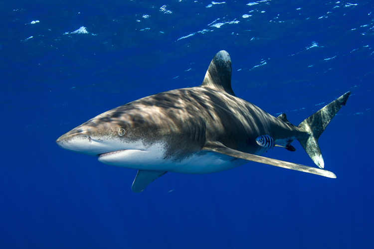 The Oceanic Whitetip Shark | Photo: Shutterstock