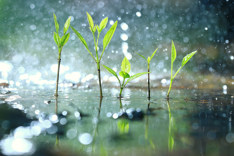Petrichor: the unique Earth fragrance that comes out of the soil after it rains | Photo: Shutterstock