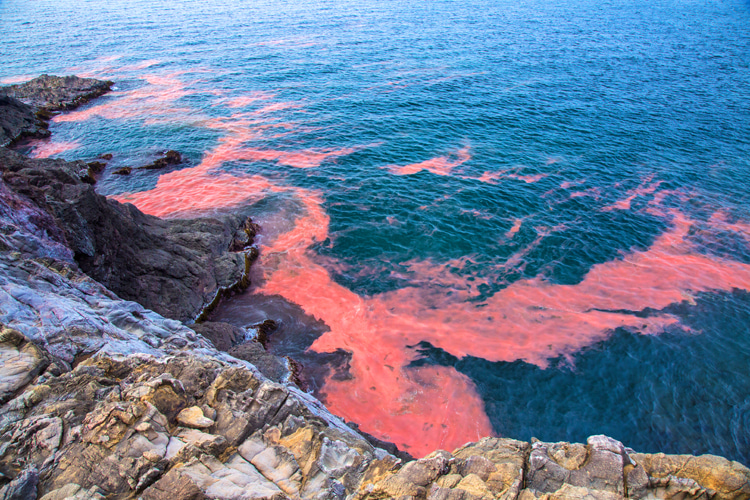 Red tides: there seems to be a correlation between nutrients in fertilizers that seep from farms or lawns into the water and this natural phenomenon | Photo: Shutterstock