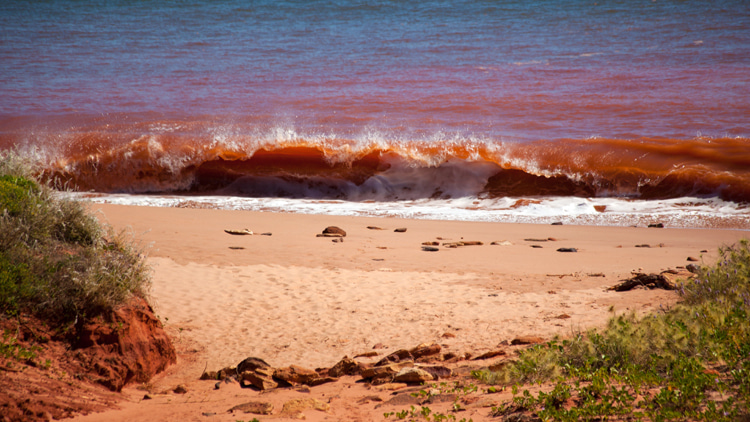 Red tide: it can also emit a flash of blue light when it is disturbed in the water, either by a crashing wave or a kayak paddle | Photo: Shutterstock