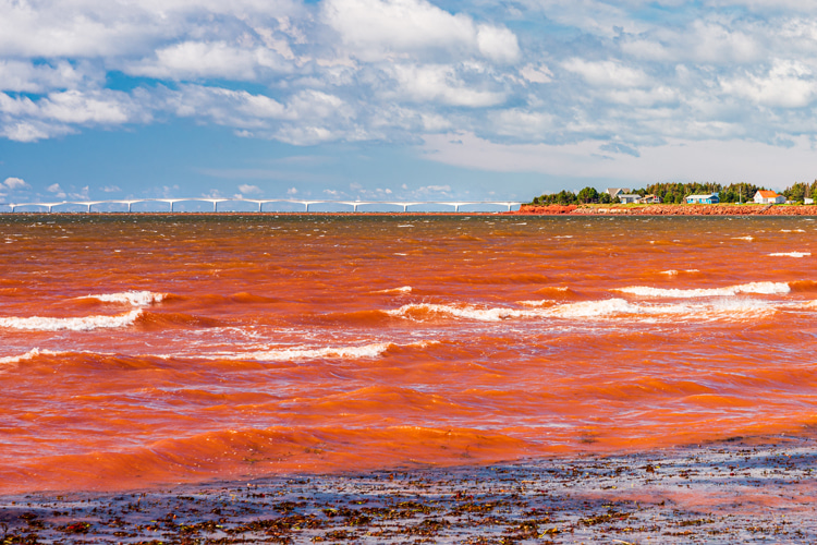 Red tide: a natural or man-made phenomenon which depletes the water's oxygen, discolor the waves and release toxins into the water | Photo: Shutterstock