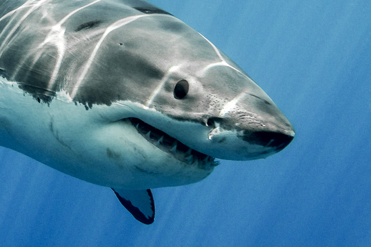 Sharks: the number of attacks on people is increasing in Reunion Island | Photo: Shutterstock