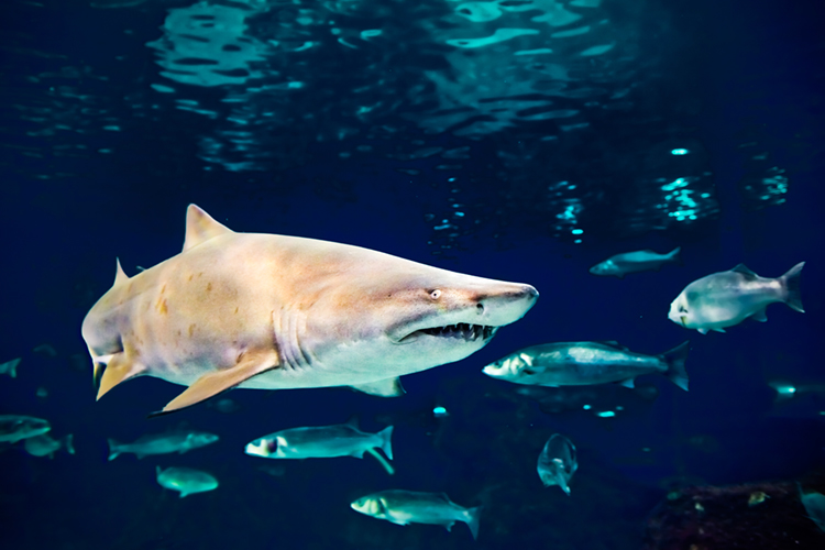 The Sand Tiger Shark | Photo: Shutterstock