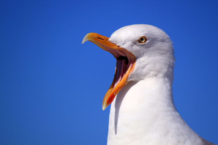 Seagulls: they might be quite aggressive toward humans when hunting for food | Photo: Pixabay/Creative Commons