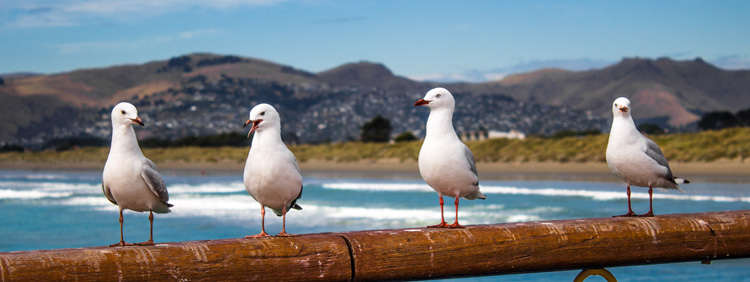 Seagulls: they have an extensive range of vocalizations that include squawks, chirps, and even a form of 'laughing'