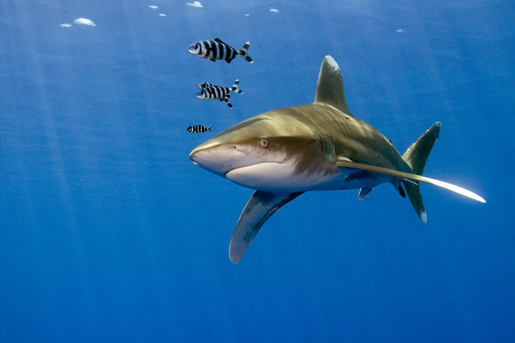 Selachophobia: people who fear sharks experience panic attacks, nervousness, stress, agitation, hysteria, sweats, stomach ache, chest pain, elevated heart rate, anxiety, and nightmares | Photo: Shutterstock