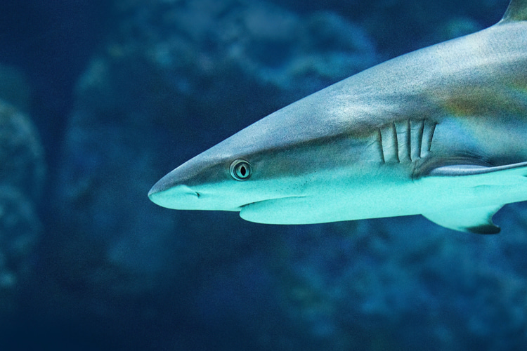Shark attacks: artificial intelligence can help forecast risk for a given location | Photo: Clode/Creative Commons
