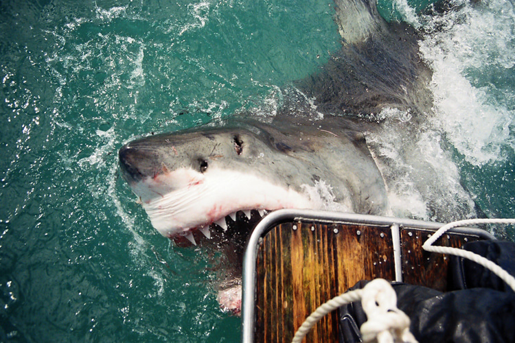 Shark bite: a great white tastes a shark cage diving boat | Photo: Bellamy/Creative Commons