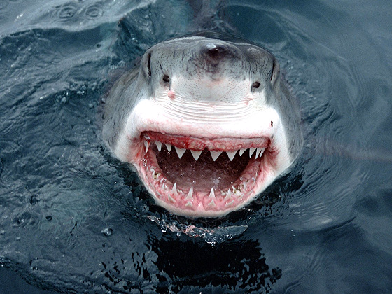 Great white shark: a brainiac ocean predator