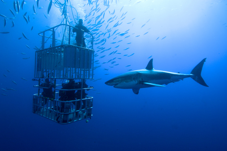 Shark cage diving: watch and witness the great white in all its splendor | Photo: Shutterstock