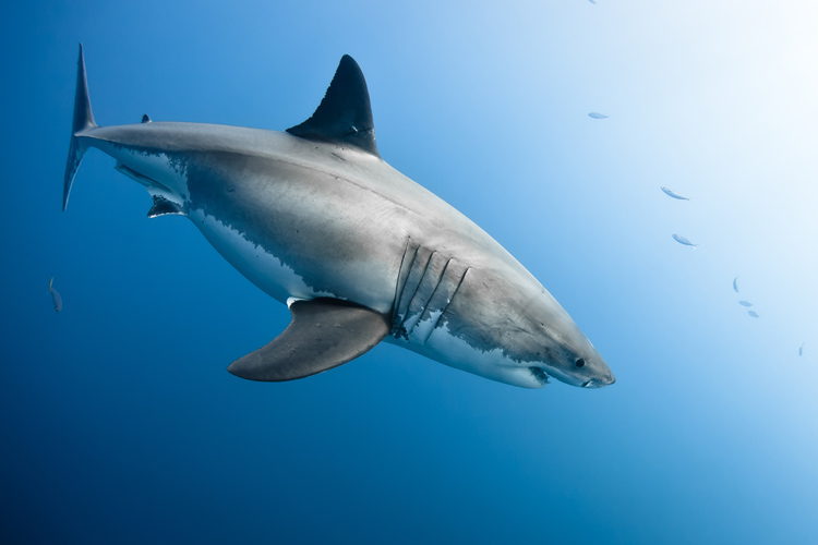 Sharks: culling is not the answer | Photo: Shutterstock