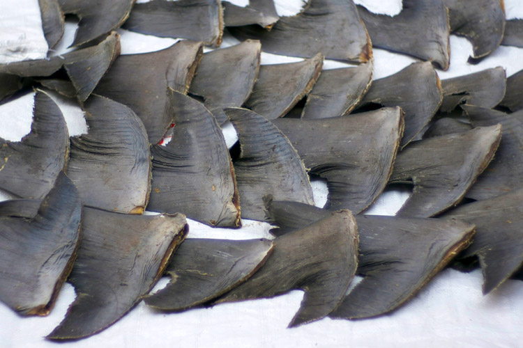 Shark finning: killing animals for the sake of a soup | Photo: Wang/Creative Commons