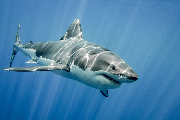 Sharks: they live in all oceans down to depths of 2,000 meters | Photo: Shutterstock
