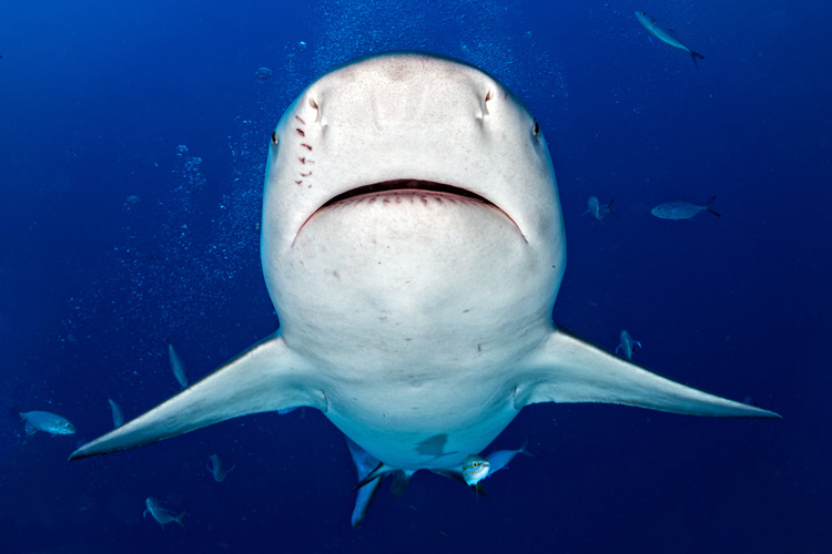 Sharks: only 10 out of 500 species of sharks have been involved in incidents with humans | Photo: Shutterstock