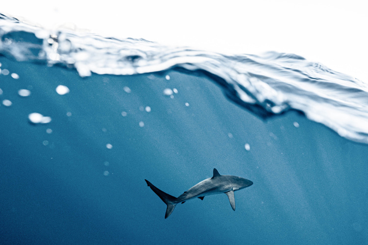 Sharks: humans still need to learn more about sharks and marine life | Photo: Dipp/Creative Commons