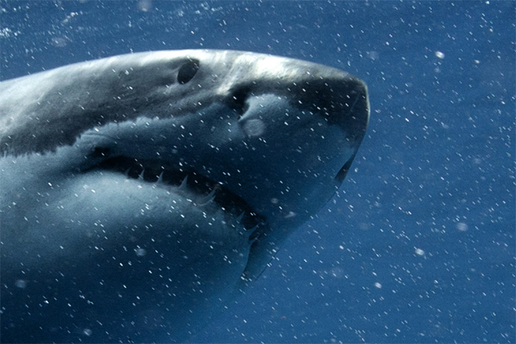 Sharks: the predator has been a regular presence in the Reunion Island waters | Photo: Shutterstock
