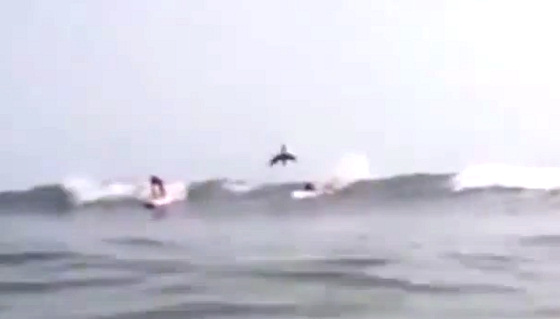 Shark jump: gnarly, dude