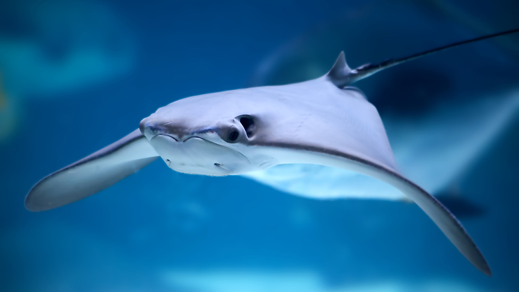 Stingray: its venom causes severe pain, lacerations and cuts | Photo: Schipul/Creative Commons