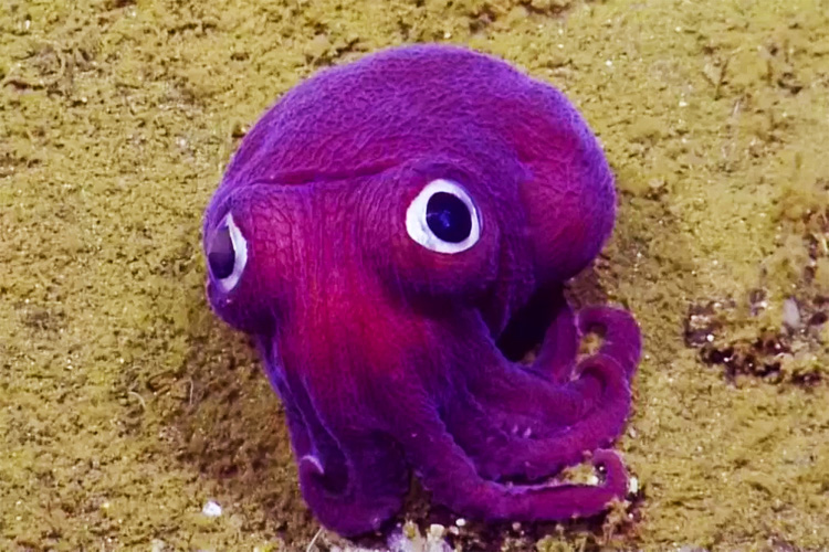 Purple stubby squid: a rare Rossia Pacifica with googly eyes