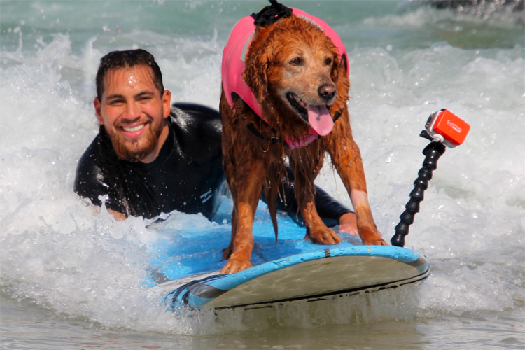 Surf Dog Ricochet: riding her last wave with triple amputee Jose Martinez | Photo: Surf Dog Ricochet