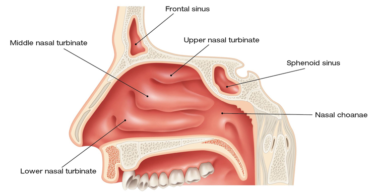 Nose and nasal cavity: there are lot of areas where water can get trapped