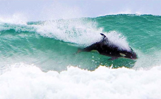 Orca: the spot is yours | Photo: Michael Cunningham
