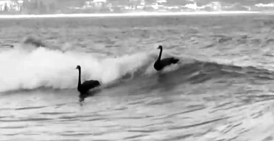 Black swans: surfing bird scores at Kirra