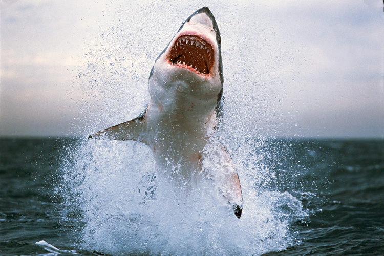 Great white shark: it is not impossible to survive the predator's powerful and lethal jaws