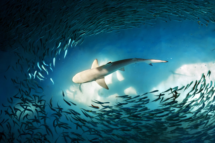 Sharks: one of the most common triggers of thalassophobia | Photo: Shutterstock