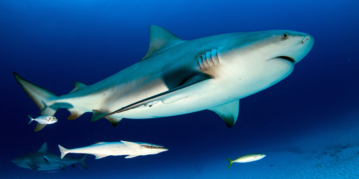 The Bull Shark | Photo: Shutterstock