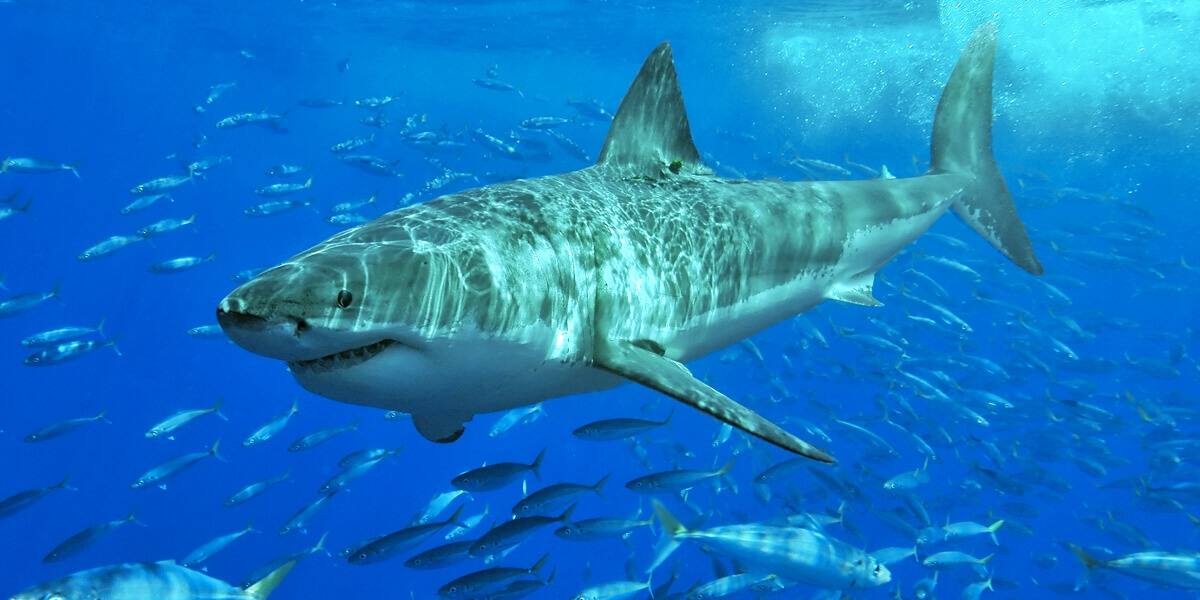 The Great White Shark | Photo: Creative Commons