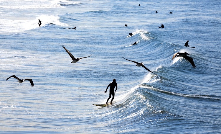 Venice Beach: in the heart of California surfing | Photo: Shutterstock