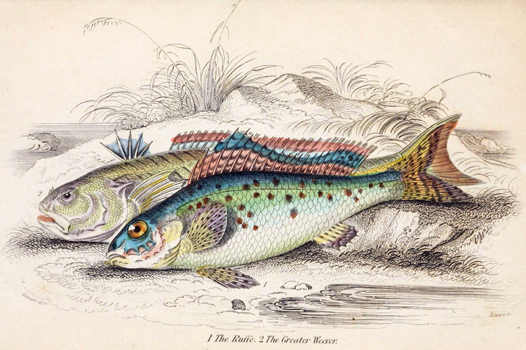 Weever fish: learn how to treat the venomous sting | Photo: Biodiversity Heritage Library/Creative Commons