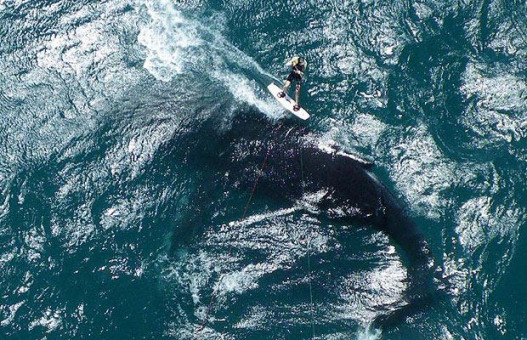 Kite whaling | Photo: Newspix