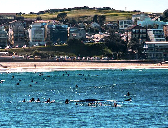 Bondi Beach: whale meets surfers in the line-up