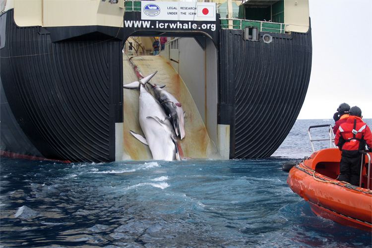 Whaling: Japan will withdraw from the International Whaling Commission | Photo: Australian Border Force/Creative Commons
