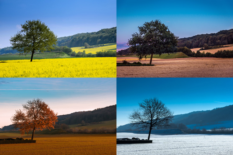 The four seasons: know when spring, summer, fall, and winter start and end in your country | Photo: Shutterstock