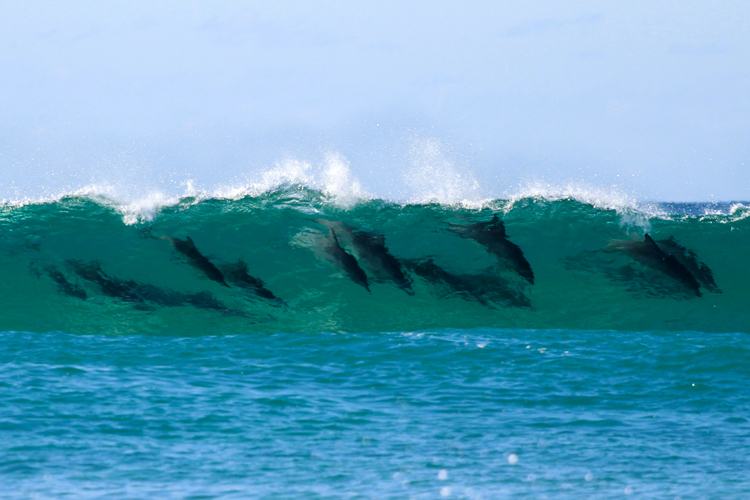 Dolphins: they love to surf | Photo: Percita/Creative Commons