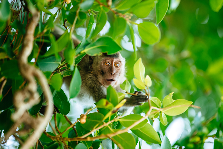 Grajagan Bay, Java: monkeys are watching you | Photo: Sloane/WSL